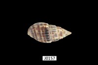 藏品(貓耳塔螺)的圖片